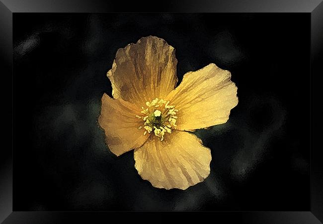 Watercolour Yellow Poppy. Framed Print by Emma Howell-Williams