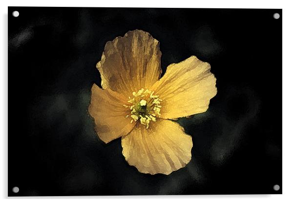 Watercolour Yellow Poppy. Acrylic by Emma Howell-Williams