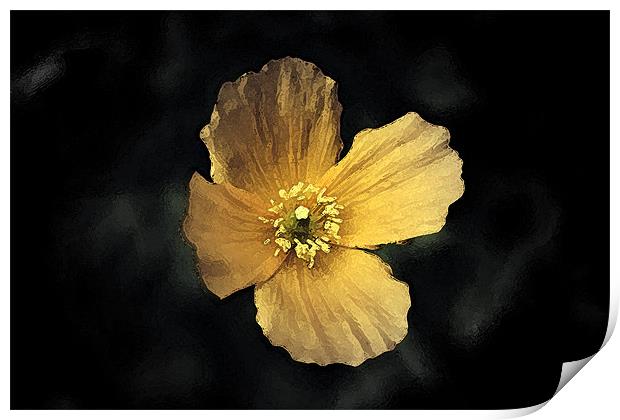Watercolour Yellow Poppy. Print by Emma Howell-Williams