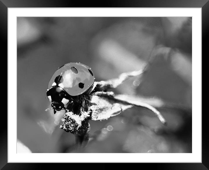 Ladybird Framed Mounted Print by tim  barker