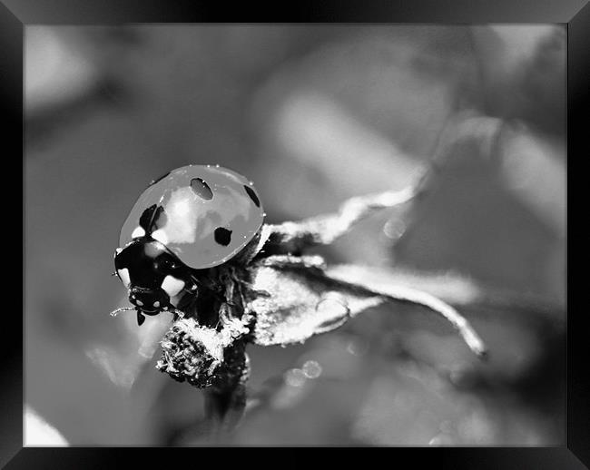 Ladybird Framed Print by tim  barker