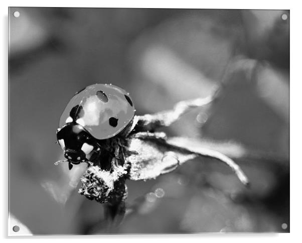 Ladybird Acrylic by tim  barker