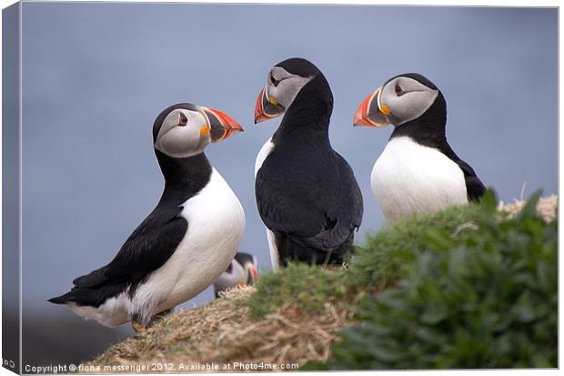 A Contemplation of Puffins Canvas Print by Fiona Messenger