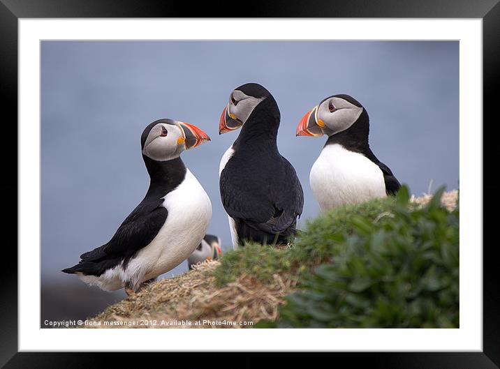 A Contemplation of Puffins Framed Mounted Print by Fiona Messenger