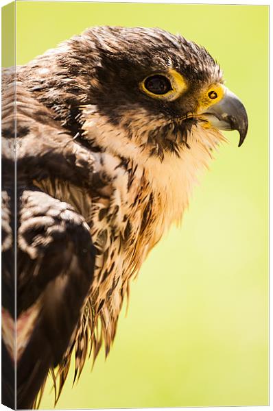 Falcon eyeing his prey Canvas Print by Ben Shirley