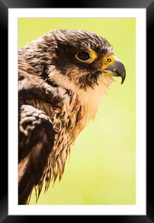 Falcon eyeing his prey Framed Mounted Print by Ben Shirley