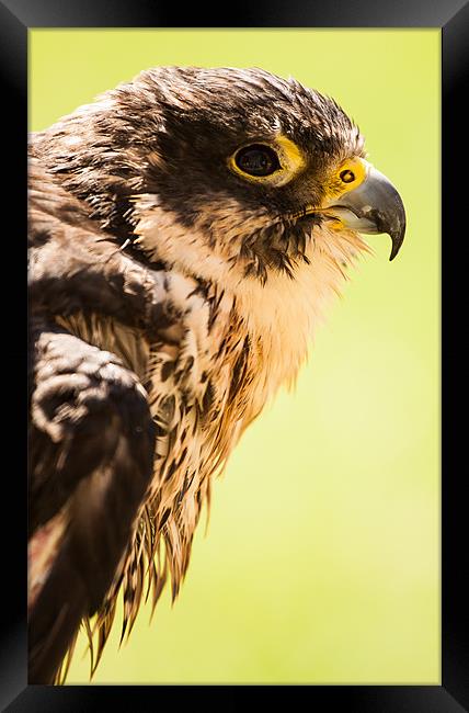 Falcon eyeing his prey Framed Print by Ben Shirley