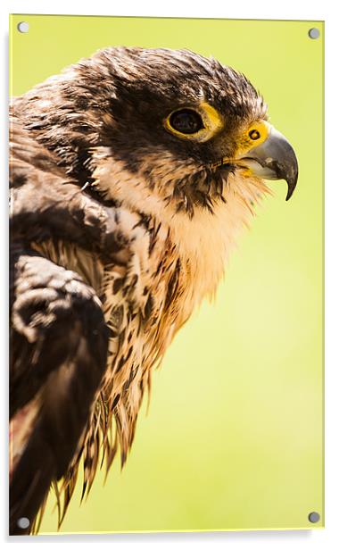 Falcon eyeing his prey Acrylic by Ben Shirley