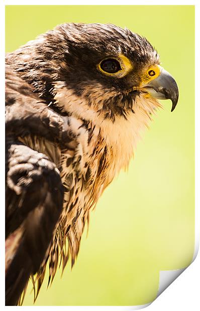 Falcon eyeing his prey Print by Ben Shirley