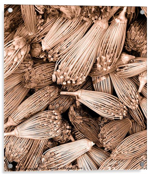 Dried herbs in sepia Acrylic by Brian  Raggatt