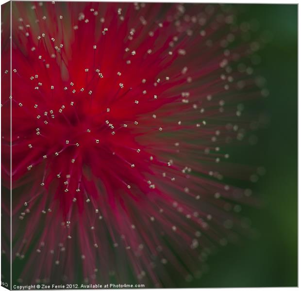 Photograph of a Calliandra flower Canvas Print by Zoe Ferrie