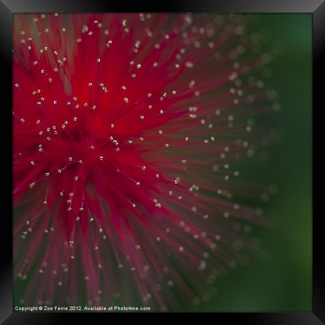 Photograph of a Calliandra flower Framed Print by Zoe Ferrie