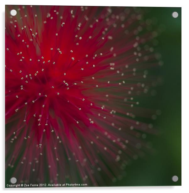 Photograph of a Calliandra flower Acrylic by Zoe Ferrie