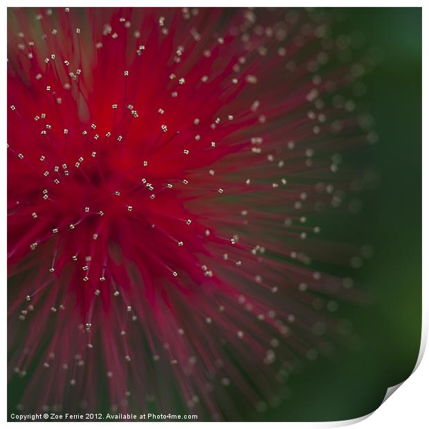 Photograph of a Calliandra flower Print by Zoe Ferrie