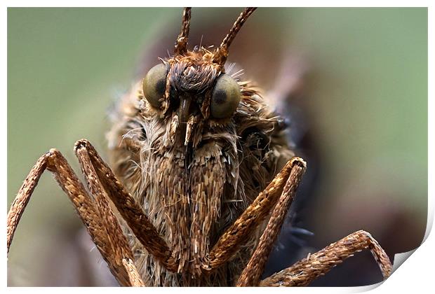 moth portrait Print by Iain Lawrie