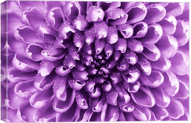 purple abstract flower Canvas Print by Richard  Fox