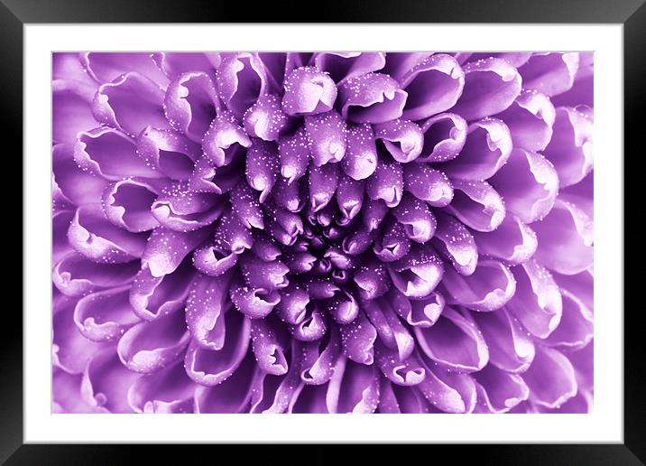 purple abstract flower Framed Mounted Print by Richard  Fox