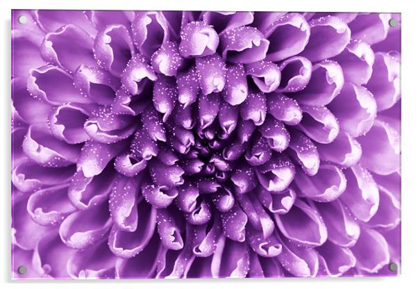 purple abstract flower Acrylic by Richard  Fox