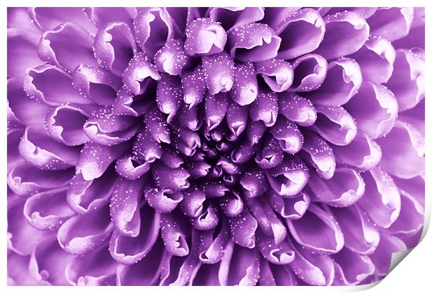 purple abstract flower Print by Richard  Fox