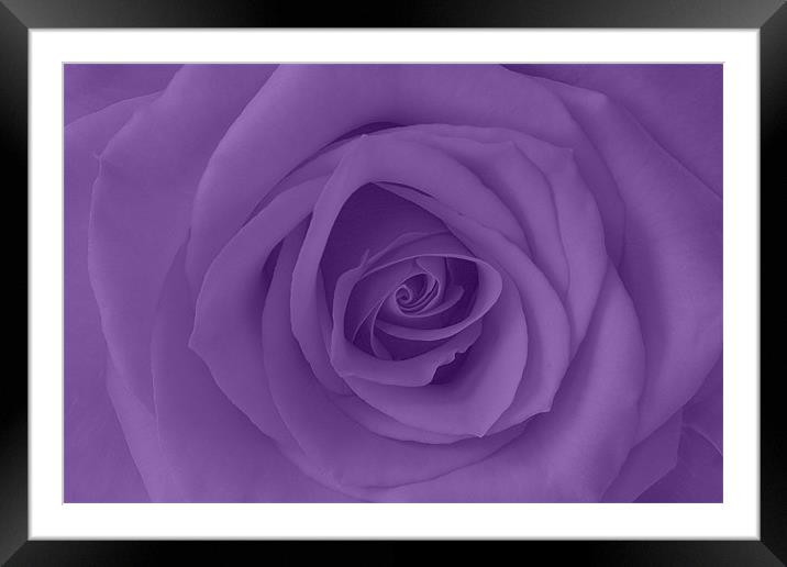 Purple Rose Framed Mounted Print by Richard  Fox