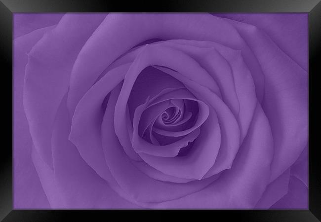 Purple Rose Framed Print by Richard  Fox