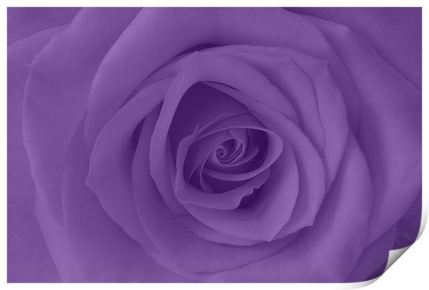 Purple Rose Print by Richard  Fox