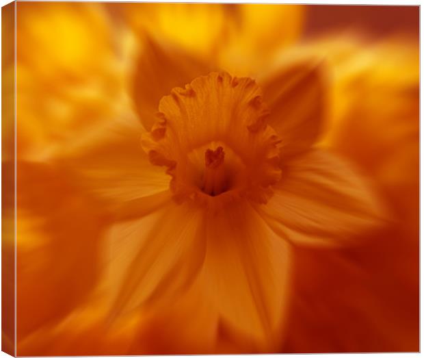 flaming daffodil Canvas Print by Richard  Fox