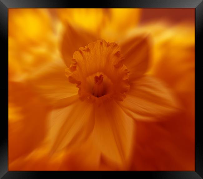flaming daffodil Framed Print by Richard  Fox