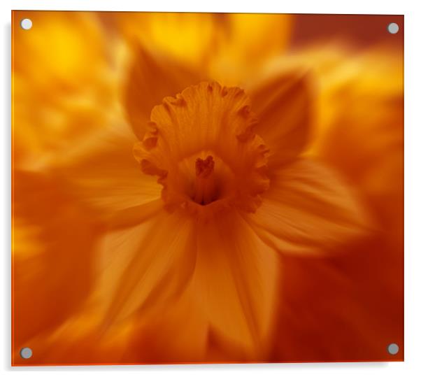 flaming daffodil Acrylic by Richard  Fox