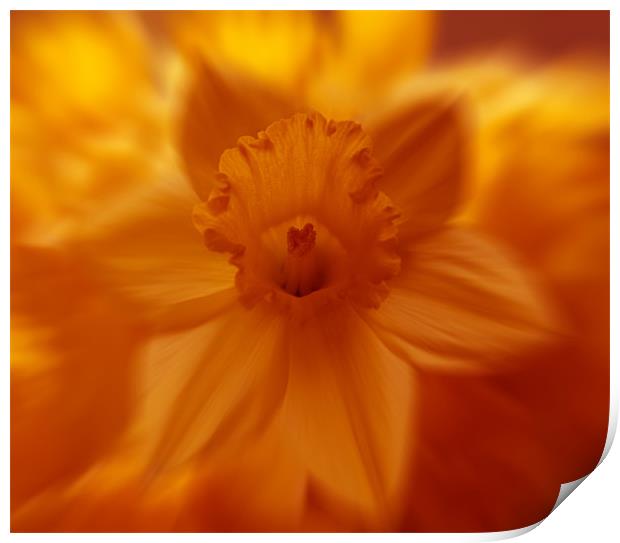 flaming daffodil Print by Richard  Fox