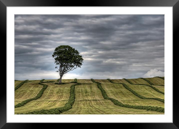 Lone Tree Framed Mounted Print by Sam Smith