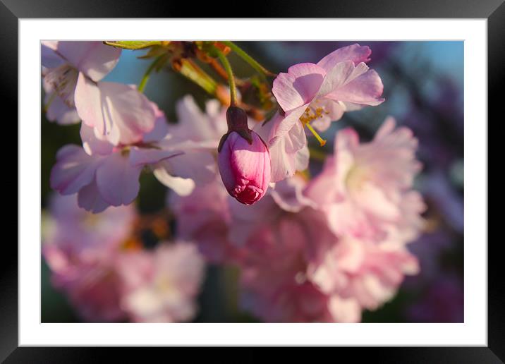 Blossom Framed Mounted Print by paul barton