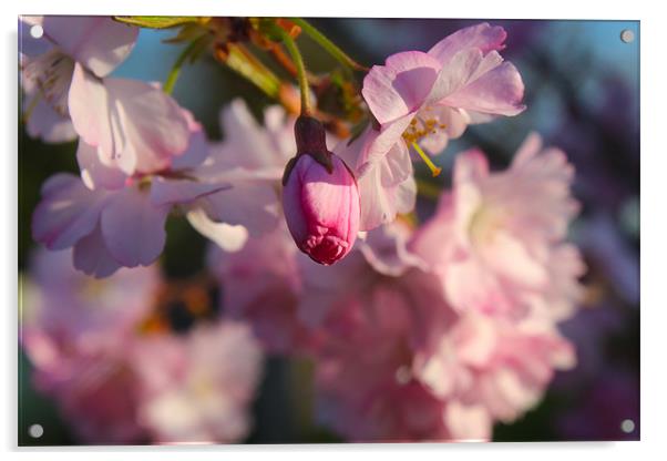 Blossom Acrylic by paul barton