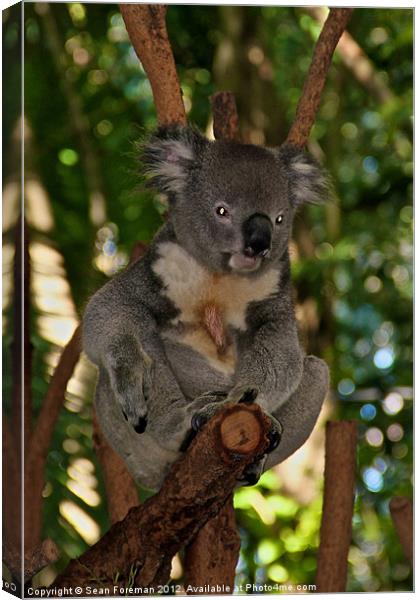 Koala Canvas Print by Sean Foreman