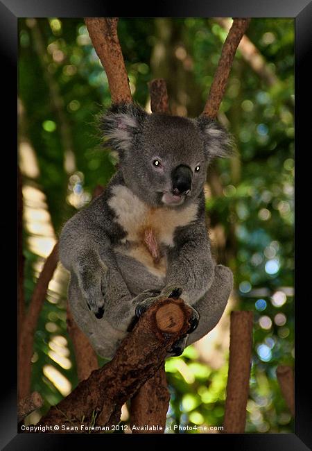 Koala Framed Print by Sean Foreman