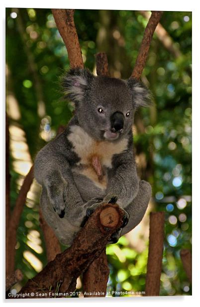 Koala Acrylic by Sean Foreman