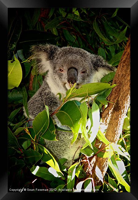 Koala Lunch Framed Print by Sean Foreman