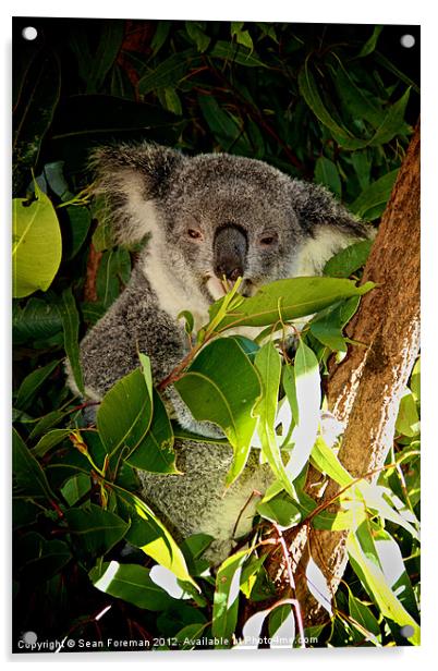 Koala Lunch Acrylic by Sean Foreman