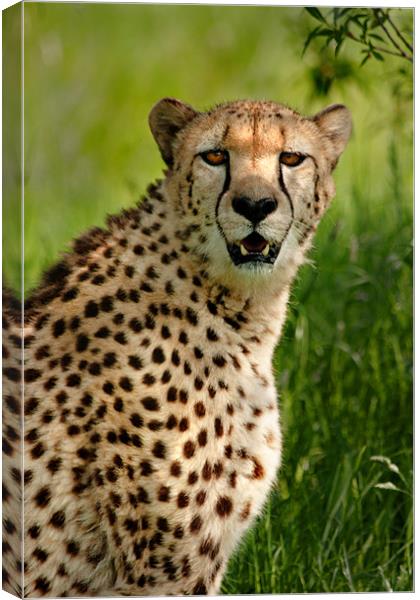 Cheetah Canvas Print by Mike Sherman Photog