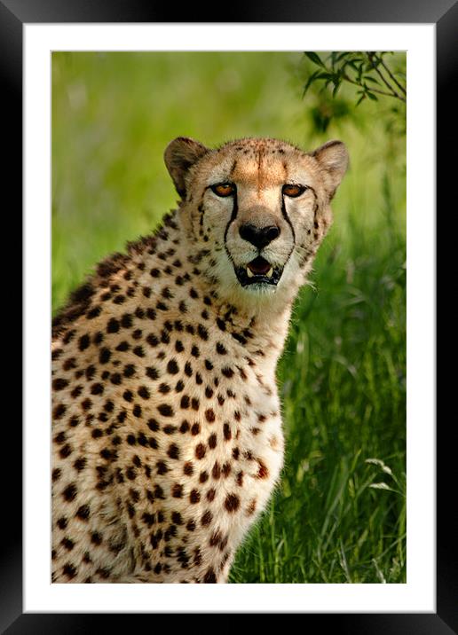 Cheetah Framed Mounted Print by Mike Sherman Photog