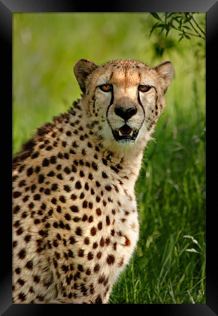 Cheetah Framed Print by Mike Sherman Photog