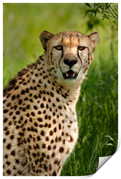 Cheetah Print by Mike Sherman Photog