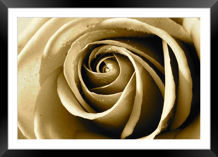 Sepia Rose Framed Mounted Print by Kevin Warner