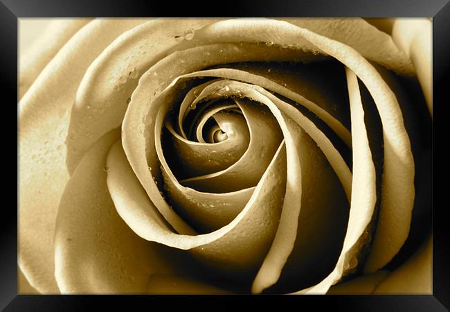 Sepia Rose Framed Print by Kevin Warner
