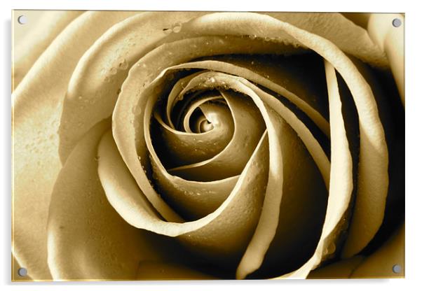 Sepia Rose Acrylic by Kevin Warner