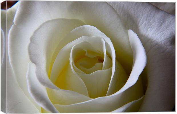 Classic Rose Canvas Print by Kevin Warner