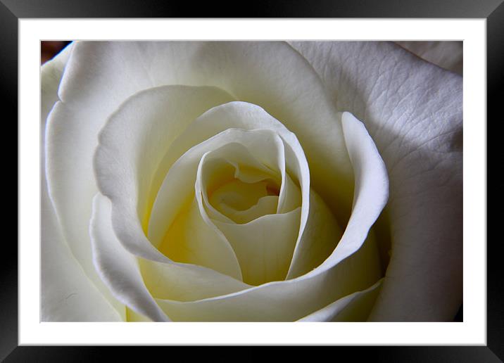 Classic Rose Framed Mounted Print by Kevin Warner