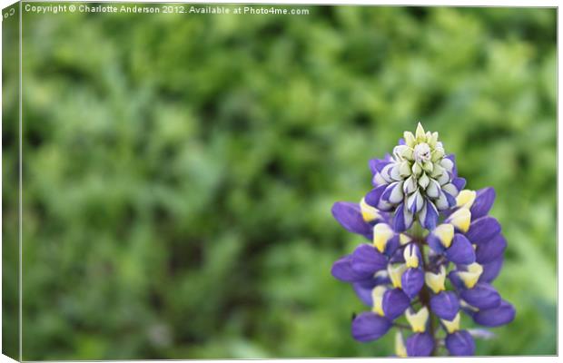 Blue lupin flower Canvas Print by Charlotte Anderson