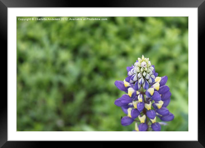 Blue lupin flower Framed Mounted Print by Charlotte Anderson