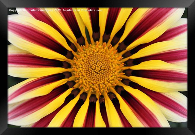 Gazania striped flower red yellow Framed Print by Charlotte Anderson